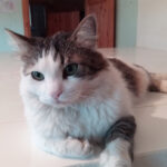 Ahju ja pliidi kompleks