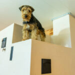 Kaljujoonistega ahjukompleks